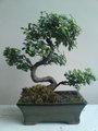 Sageretia Theezans Bonsai